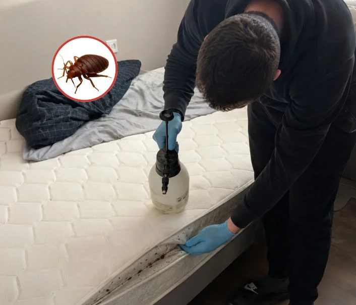 Technicien traitant un matelas contre les punaises de lit à Bouville